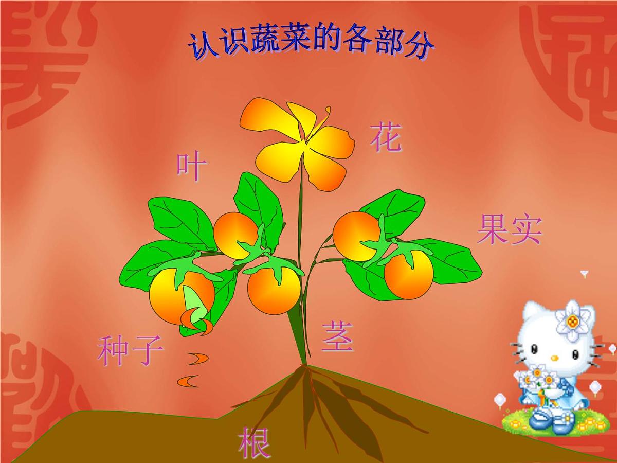 幼儿园大班常识课件PPT：多种多样的蔬菜第5页