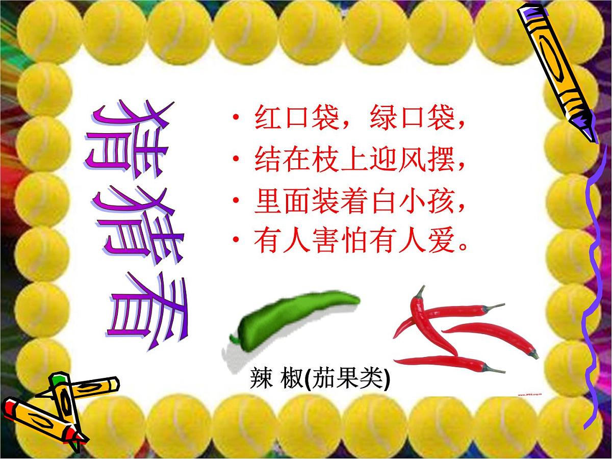 幼儿园大班常识课件PPT：多种多样的蔬菜第7页