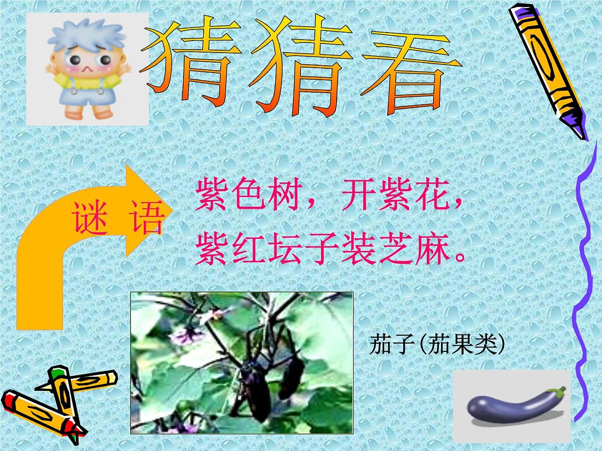 幼儿园大班常识课件PPT：多种多样的蔬菜第8页
