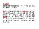 幼兒園大班科學教學PPT：恐龍