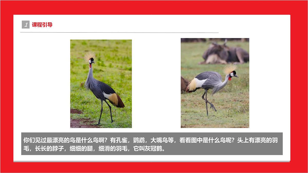 学前教育大班《灰冠鹤》课件第4页