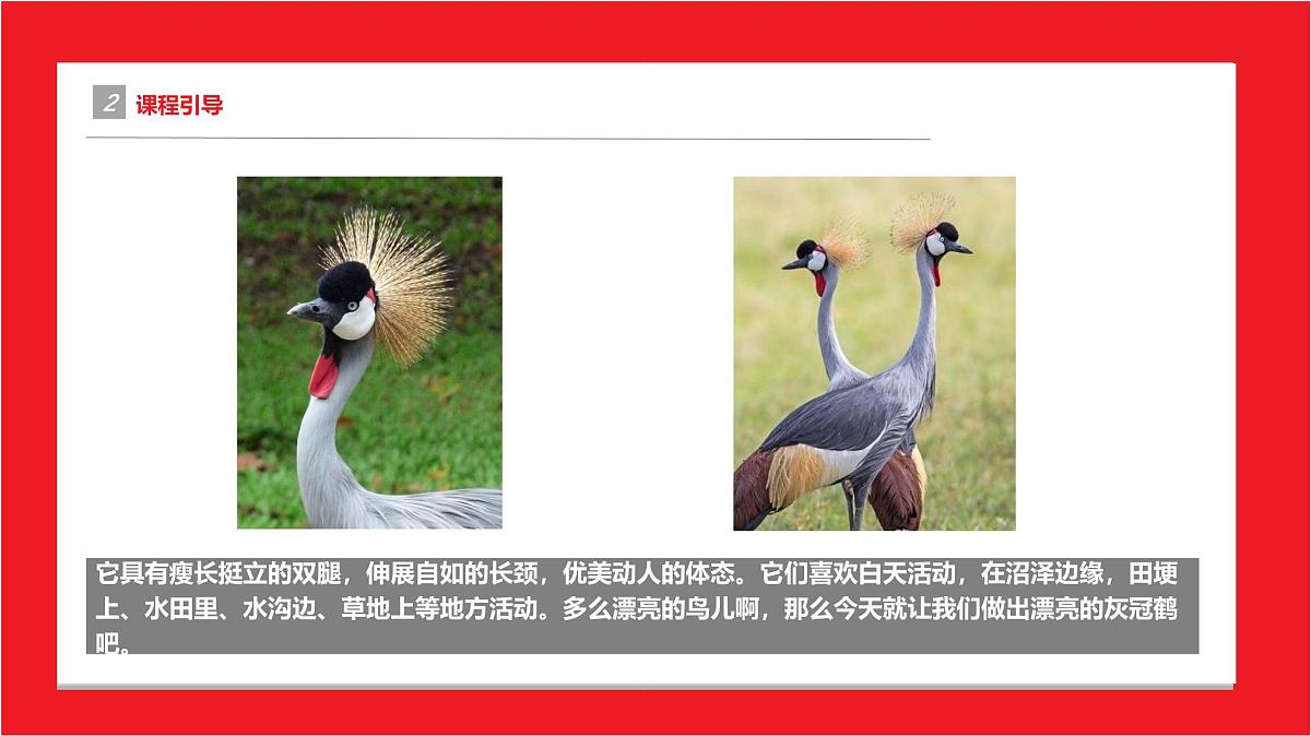 学前教育大班《灰冠鹤》课件第5页
