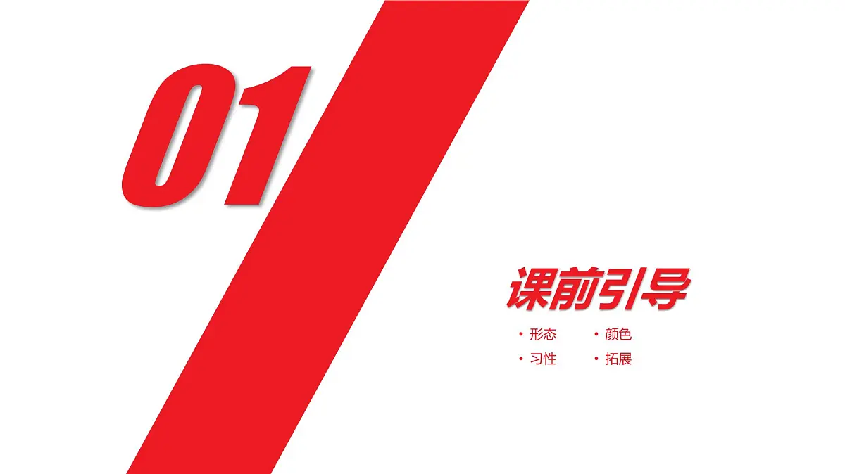 学前教育大班《火烈鸟》课件第3页