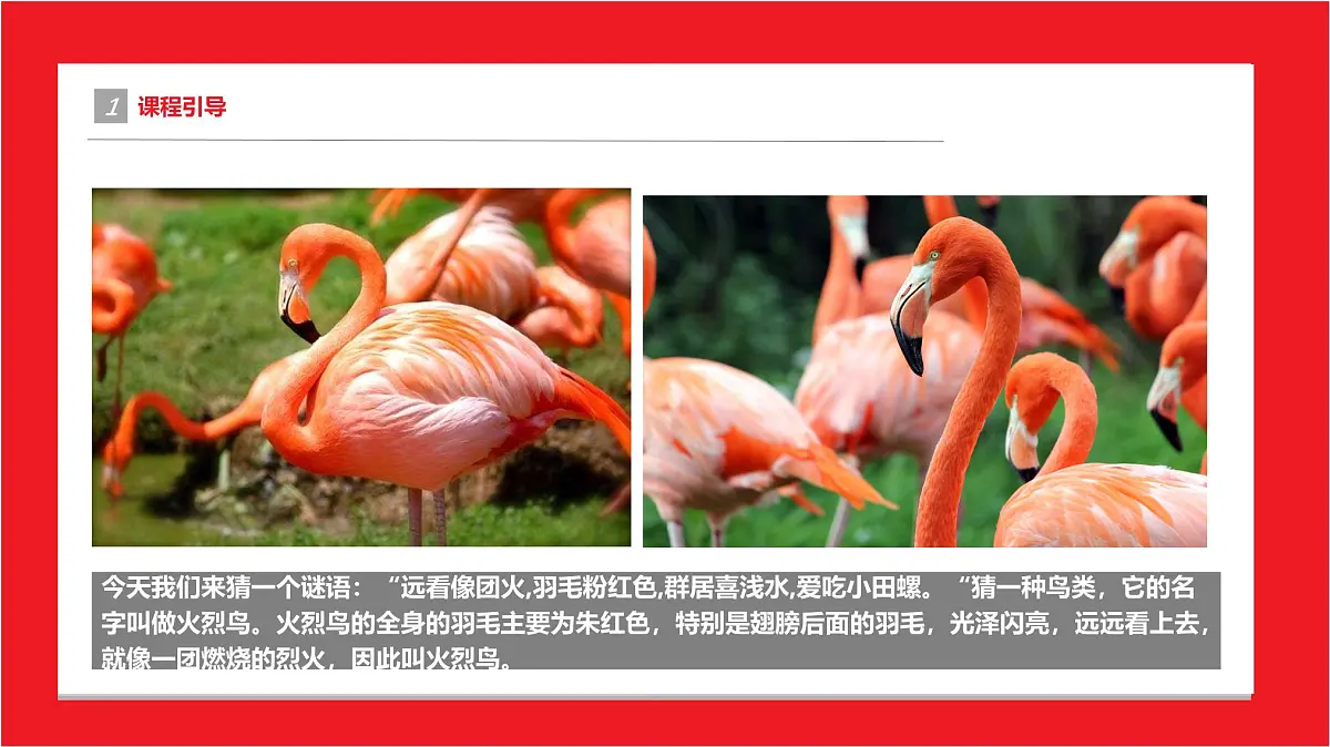 学前教育大班《火烈鸟》课件第4页