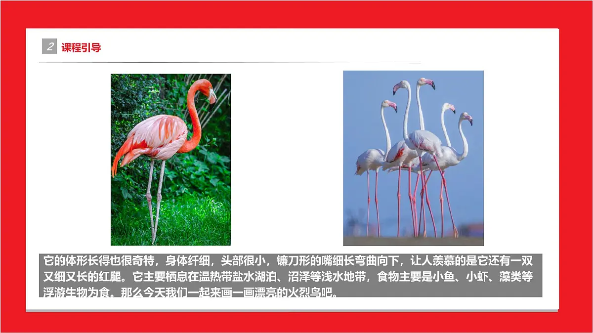 学前教育大班《火烈鸟》课件第5页