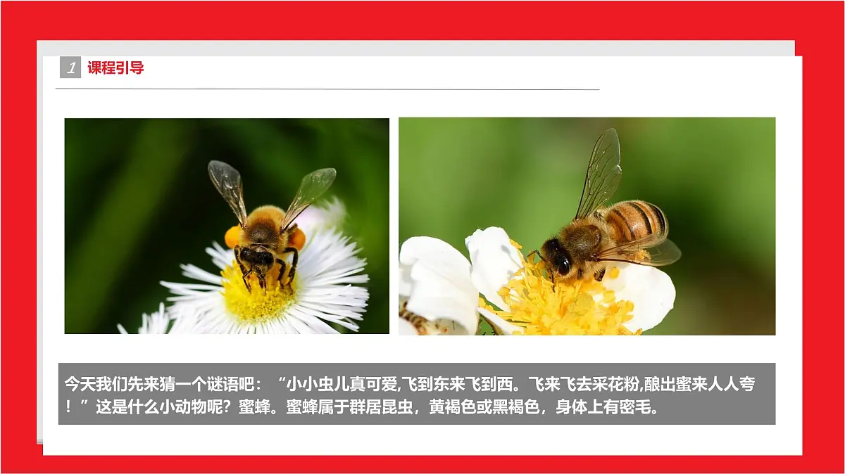 学前教育大班《可爱的小蜜蜂》课件第4页