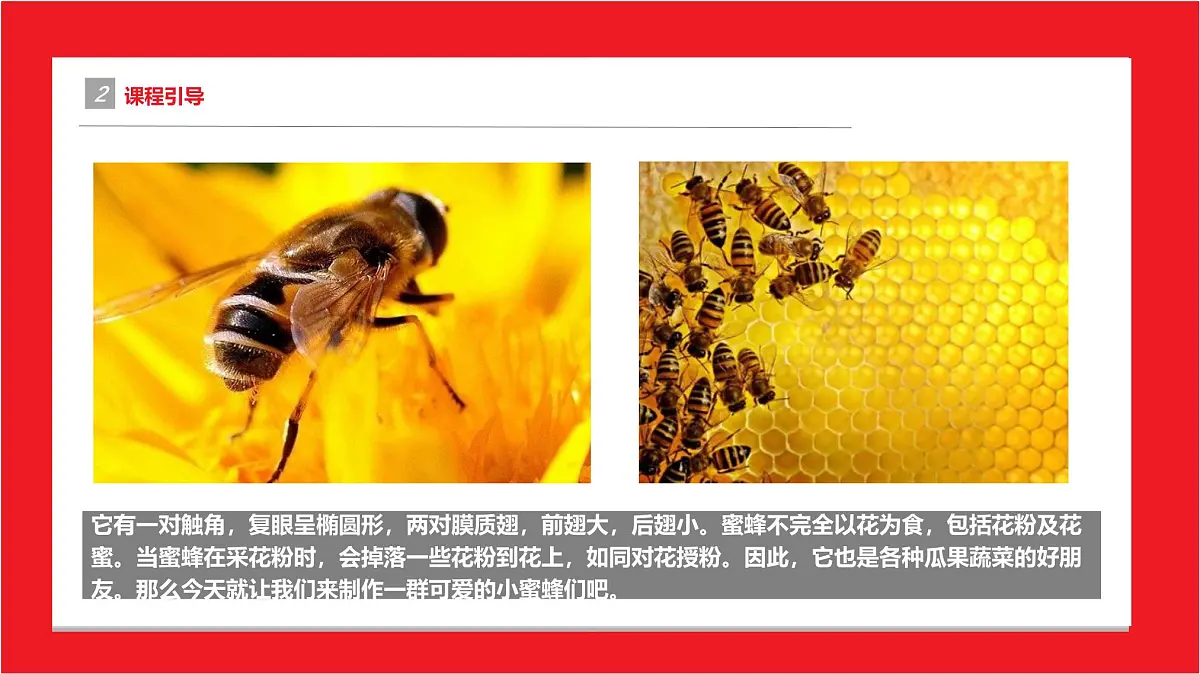 学前教育大班《可爱的小蜜蜂》课件第5页