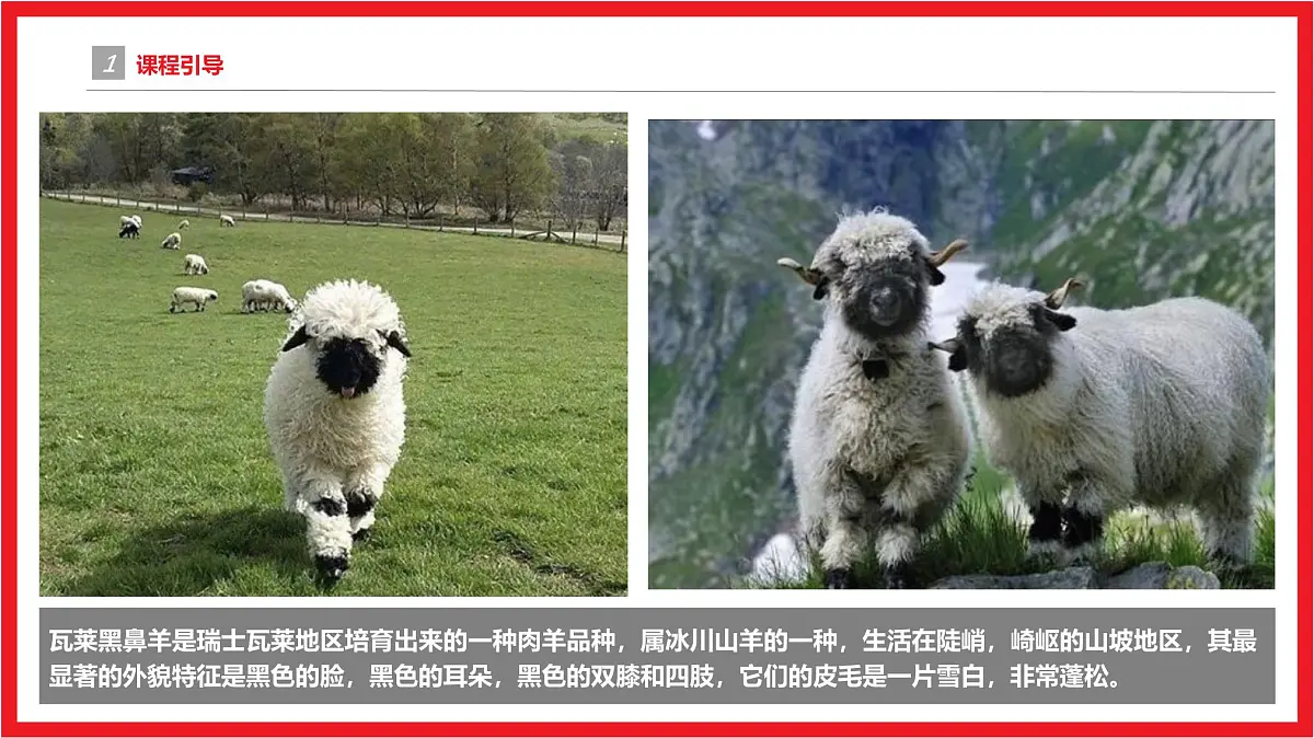 学前教育大班《打球赛的黑鼻羊》课件第4页