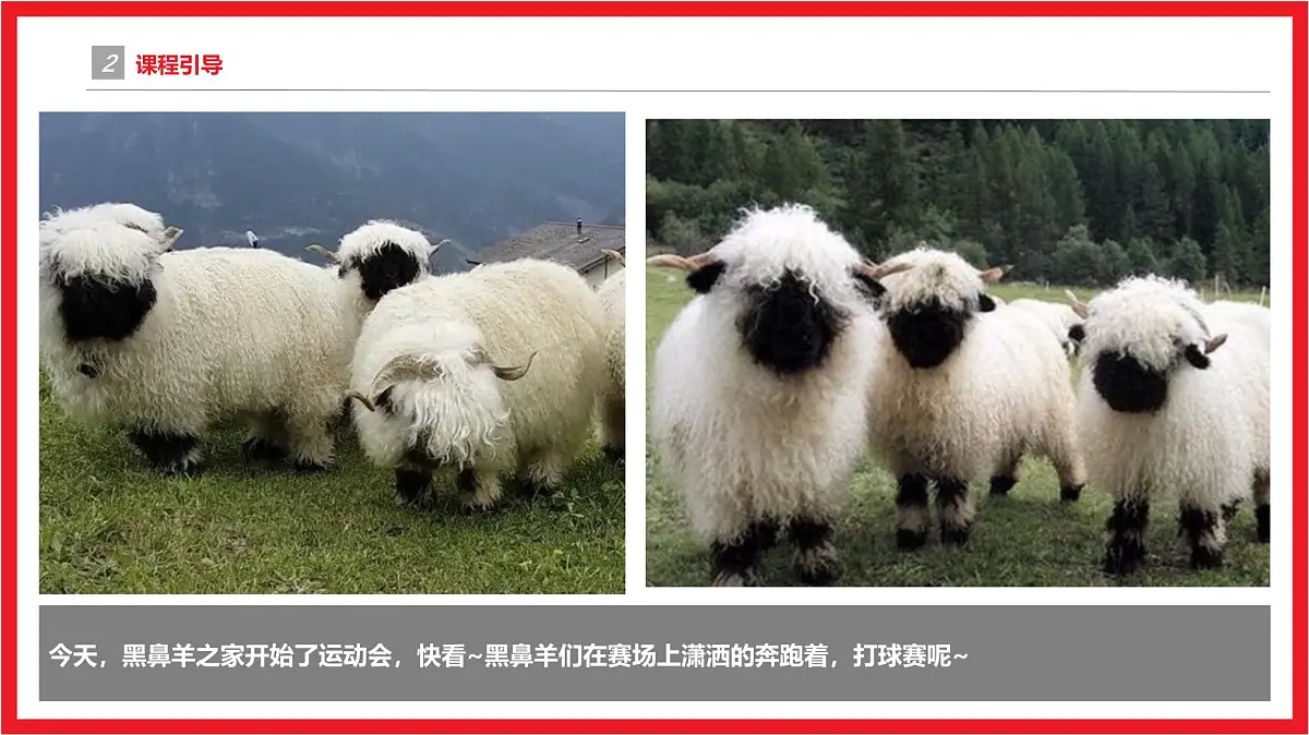 学前教育大班《打球赛的黑鼻羊》课件第5页