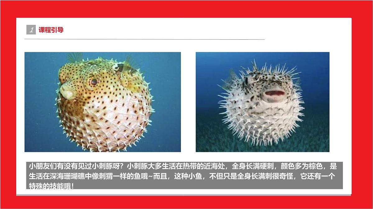 学前教育大班《水中胖刺球儿》课件第4页