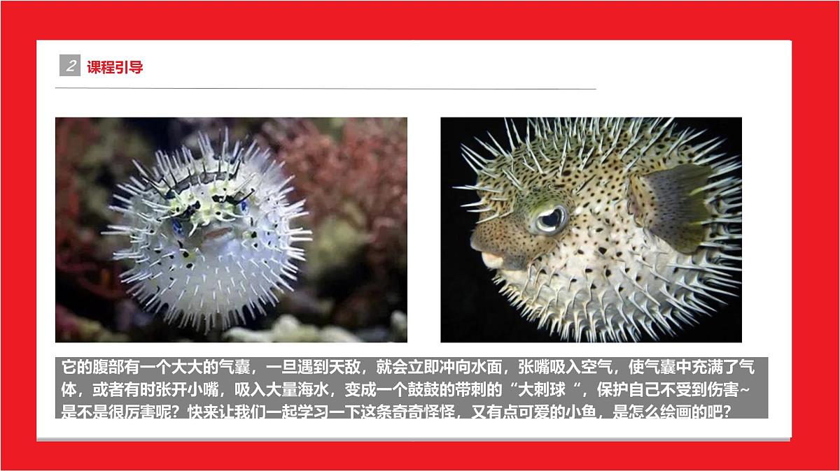 学前教育大班《水中胖刺球儿》课件第5页