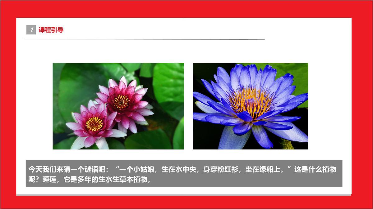 学前教育大班《睡莲》课件第4页