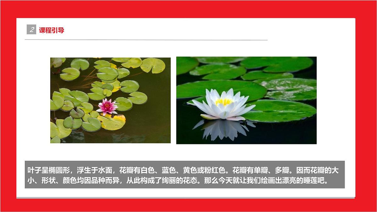 学前教育大班《睡莲》课件第5页