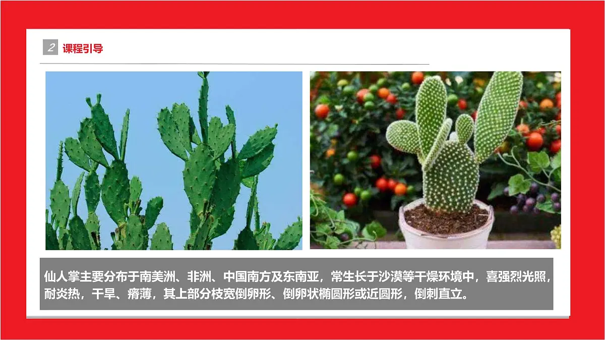 学前教育大班《仙人掌》课件第5页