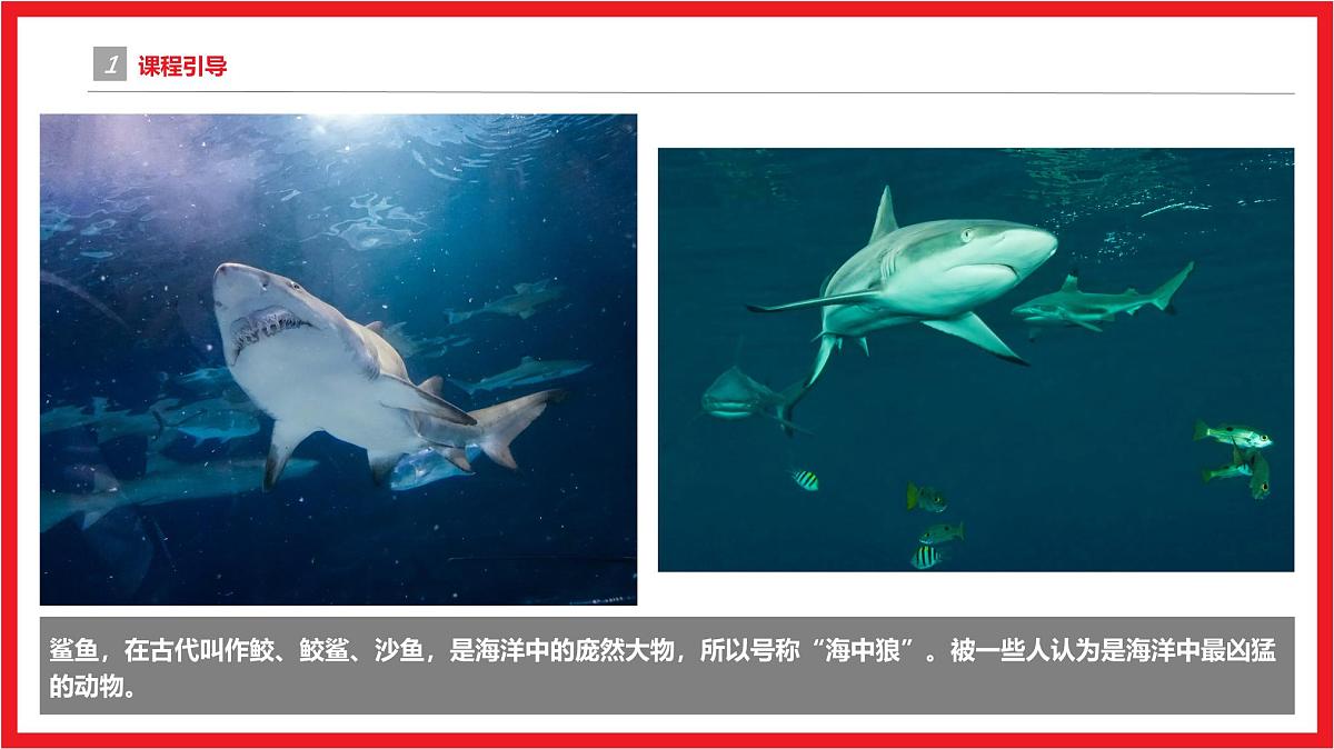 学前教育大班《大鱼吃小鱼》课件第4页
