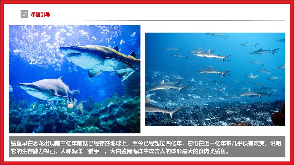 学前教育大班《大鱼吃小鱼》课件第5页