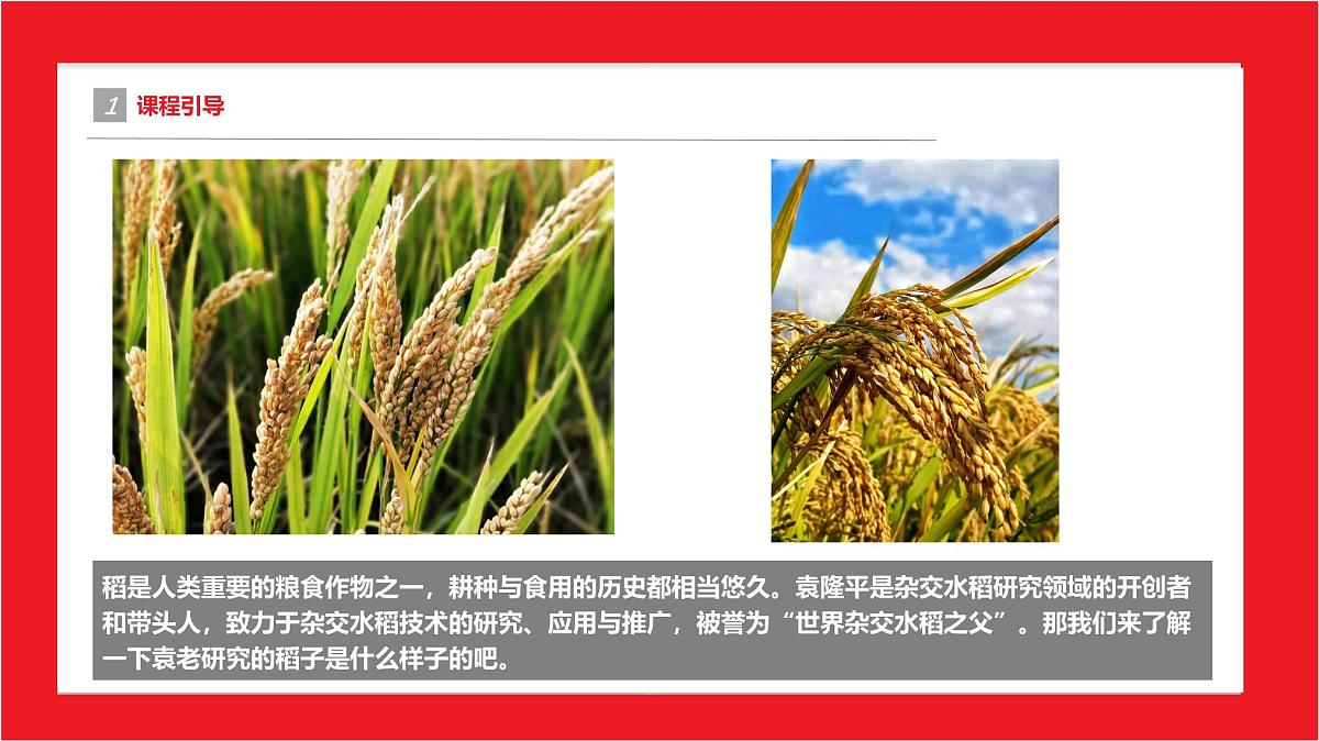 学前教育大班《稻子熟了》课件第4页