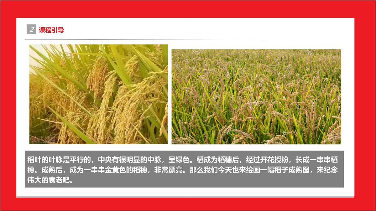 学前教育大班《稻子熟了》课件第5页