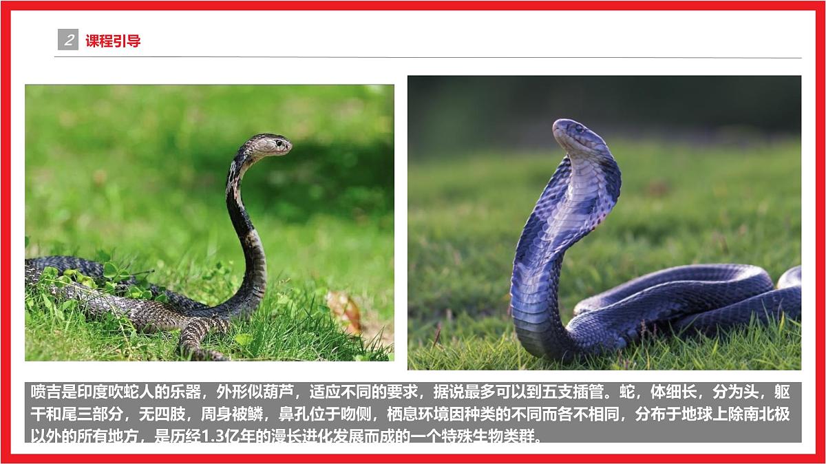 学前教育大班《印度舞蛇》课件第5页
