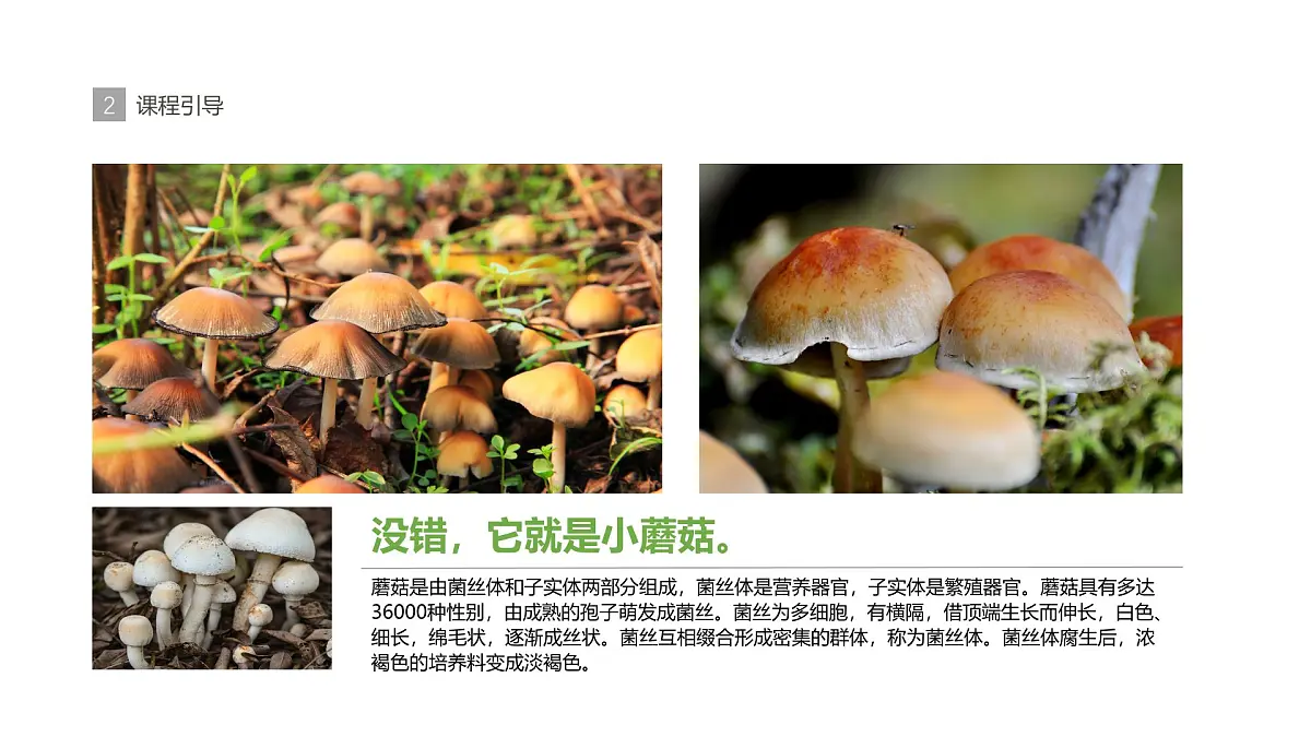 学前教育大班《丛林里的蘑菇》课件第7页