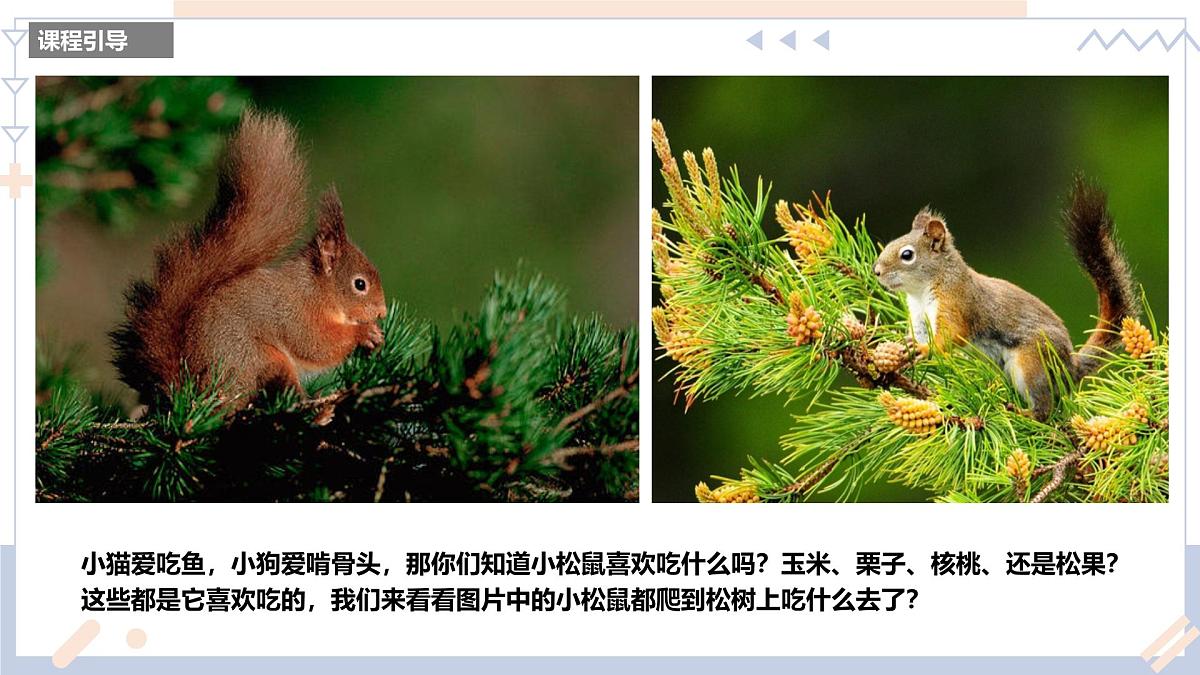 学前教育大班《松果》课件第3页