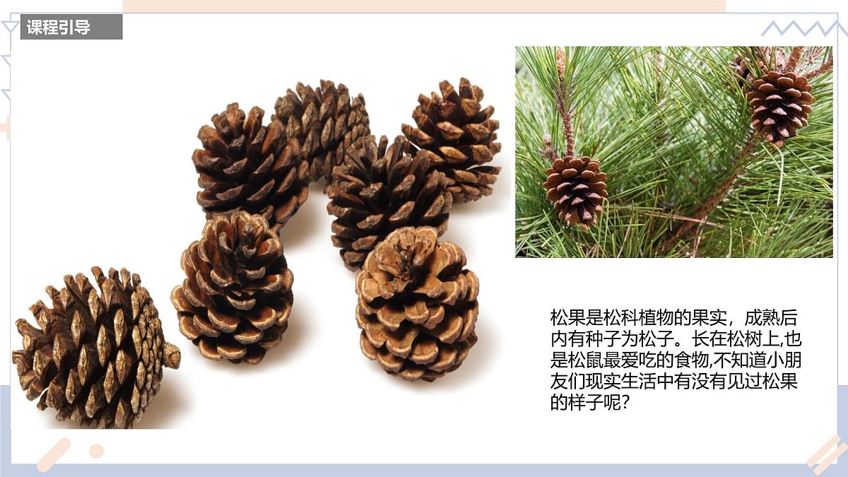 学前教育大班《松果》课件第4页