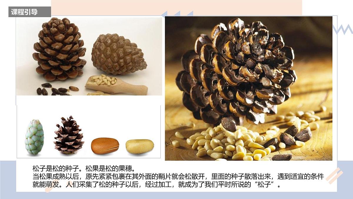 学前教育大班《松果》课件第5页