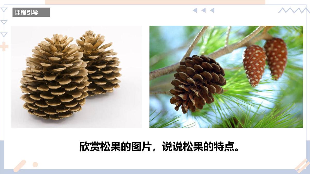 学前教育大班《松果》课件第6页