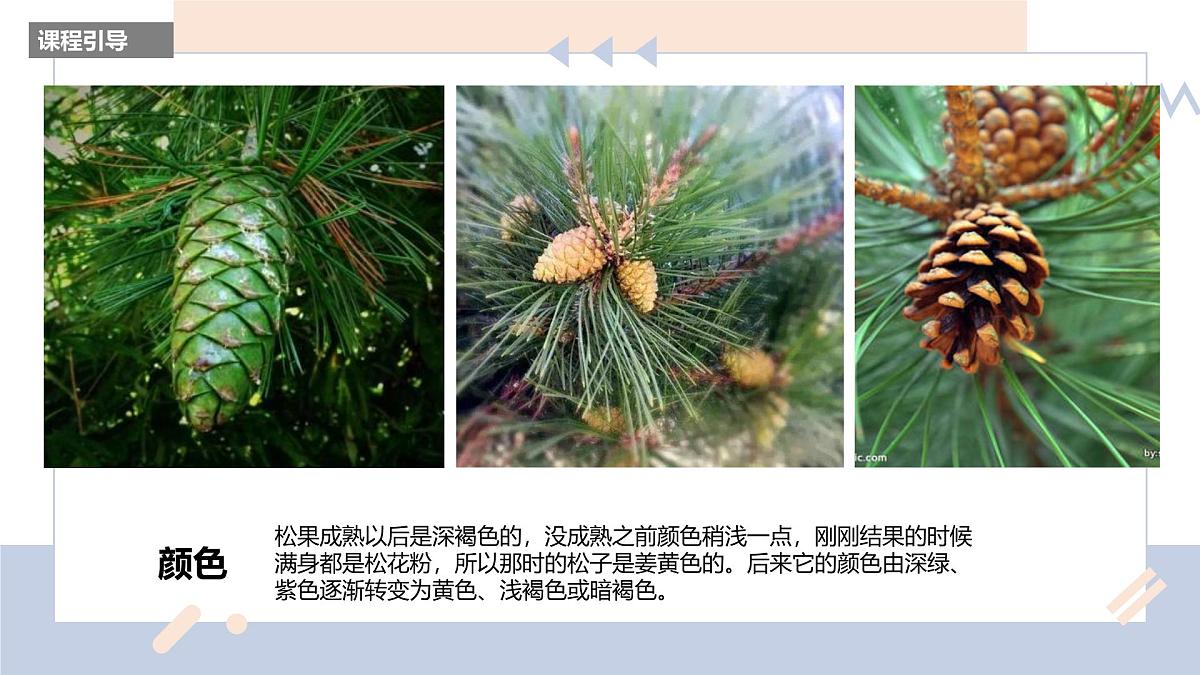 学前教育大班《松果》课件第7页