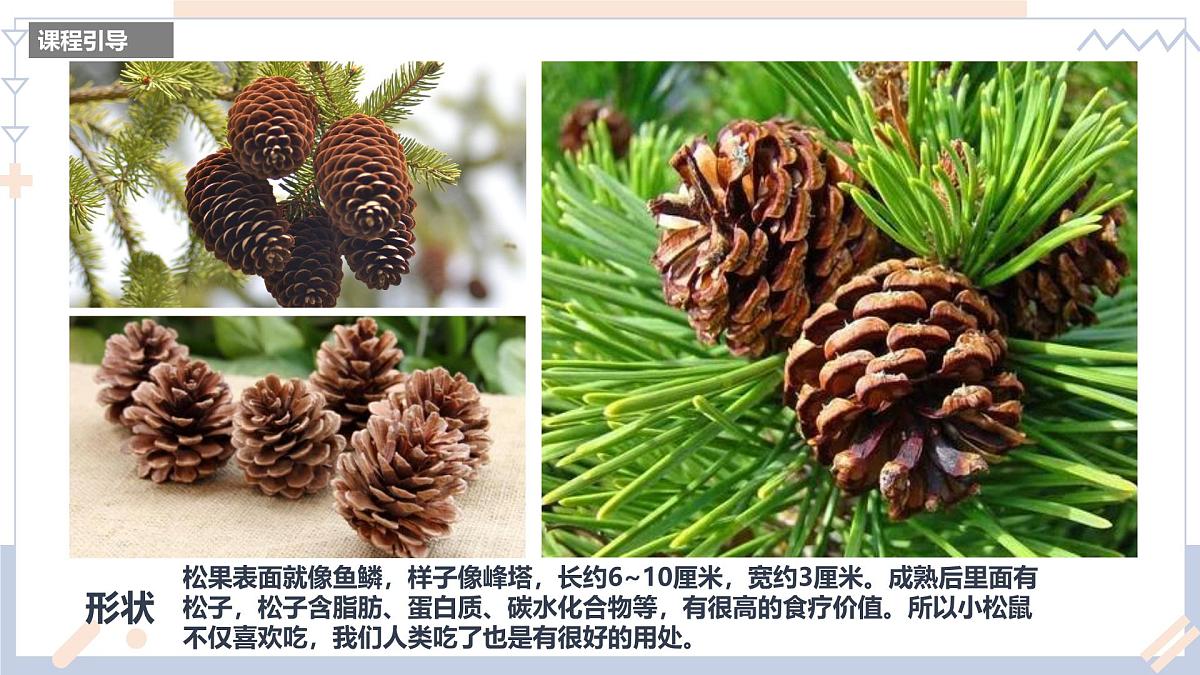 学前教育大班《松果》课件第8页