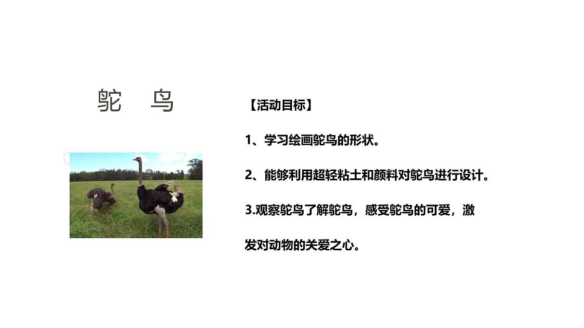 学前教育大班《鸵鸟》课件第2页