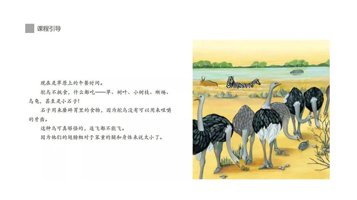 学前教育大班《鸵鸟》课件第8页