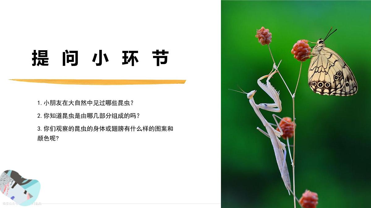 学前教育大班《生态文化.瓶子里的昆虫乐园》课件第6页