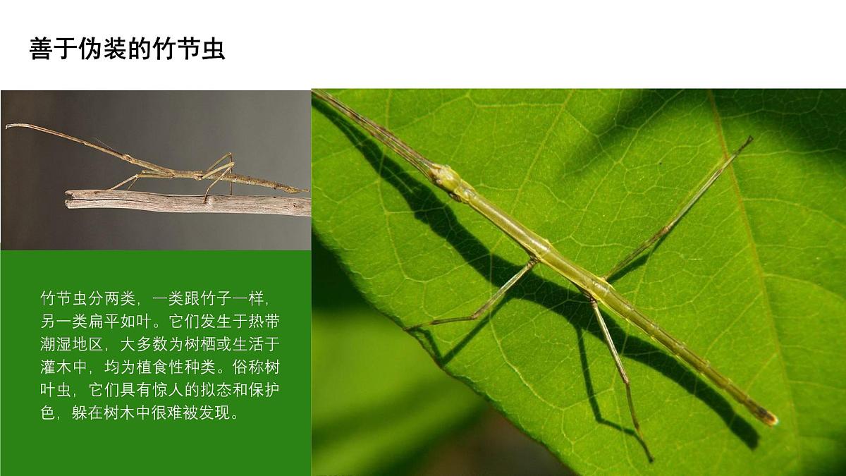 学前教育大班《生态文化.瓶子里的昆虫乐园》课件第7页