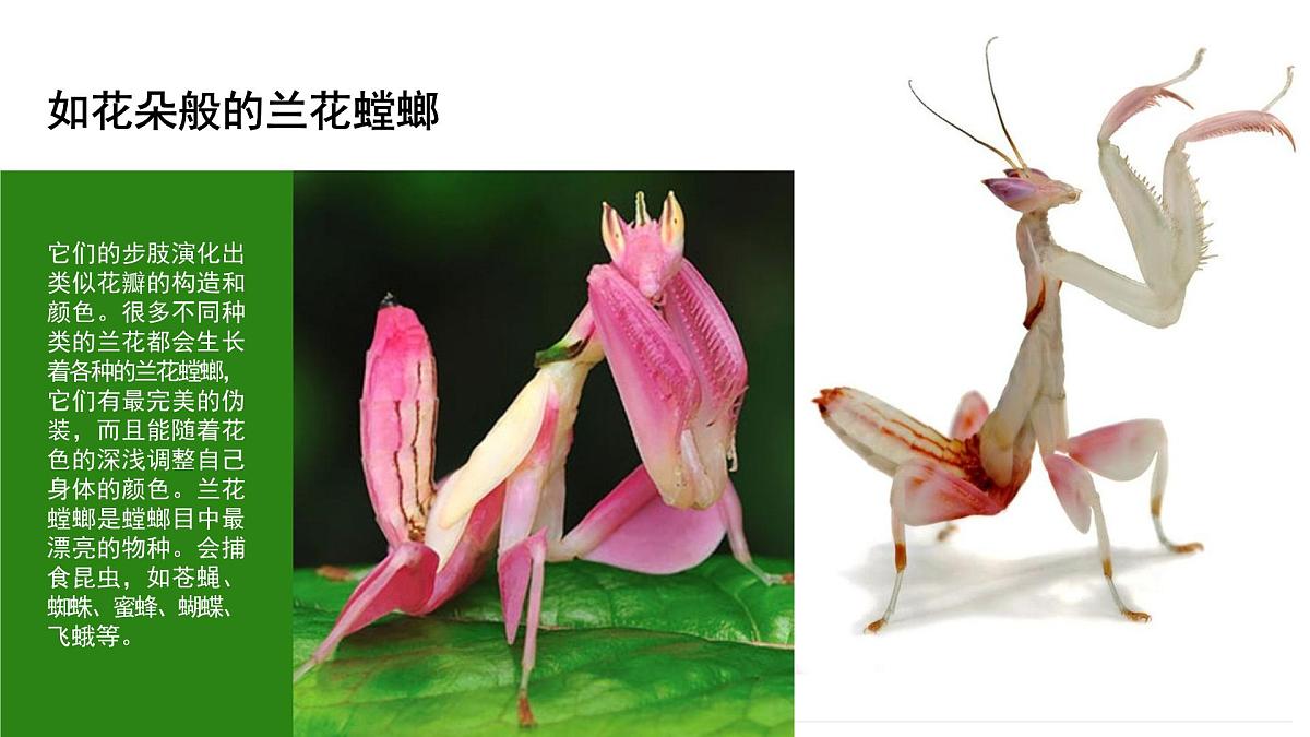学前教育大班《生态文化.瓶子里的昆虫乐园》课件第8页