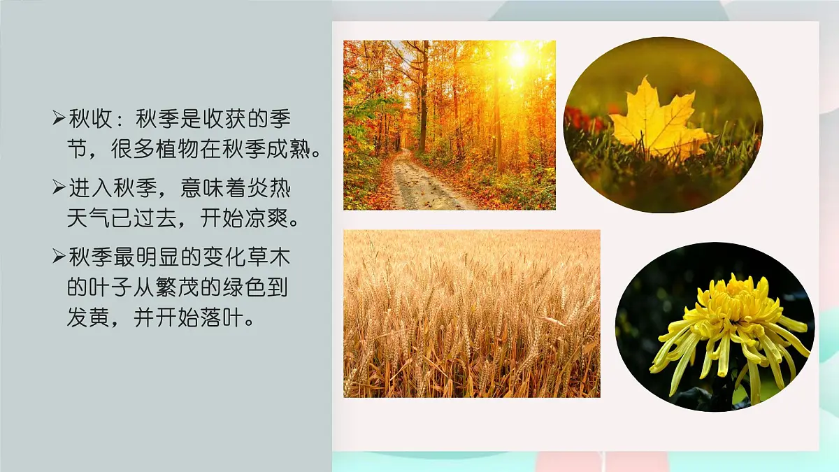 学前教育大班《四季的森林》课件第8页