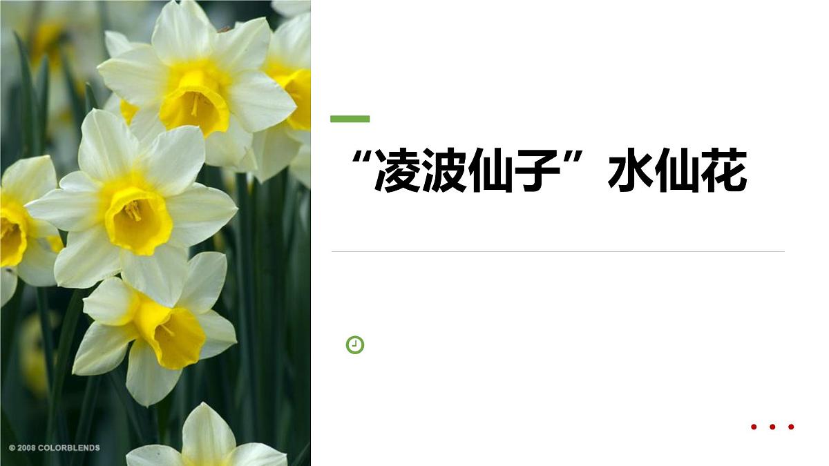 学前教育大班《“凌波仙子”水仙花》课件第1页