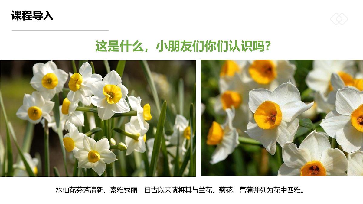 学前教育大班《“凌波仙子”水仙花》课件第4页