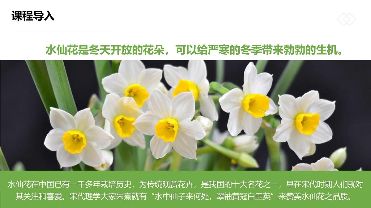 学前教育大班《“凌波仙子”水仙花》课件第5页