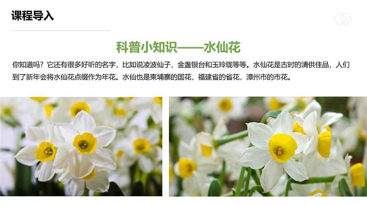 学前教育大班《“凌波仙子”水仙花》课件第6页