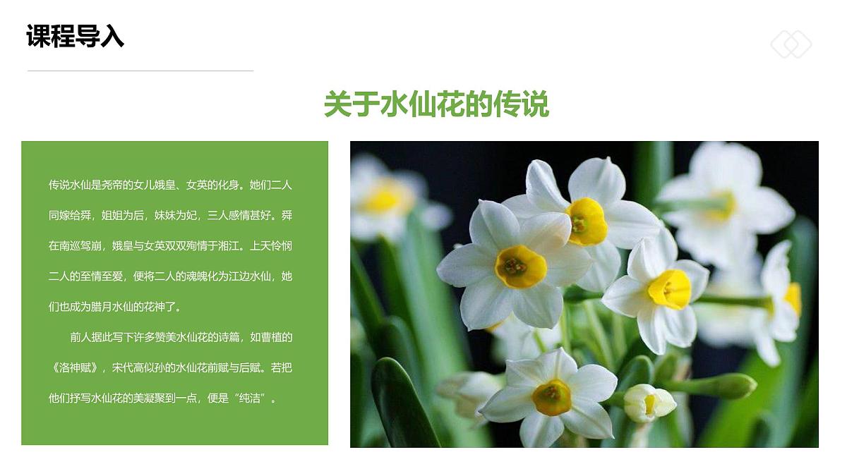 学前教育大班《“凌波仙子”水仙花》课件第7页