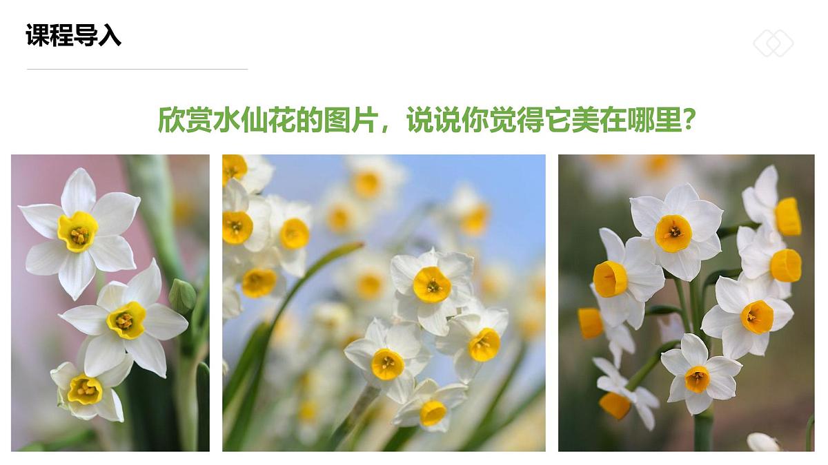 学前教育大班《“凌波仙子”水仙花》课件第8页