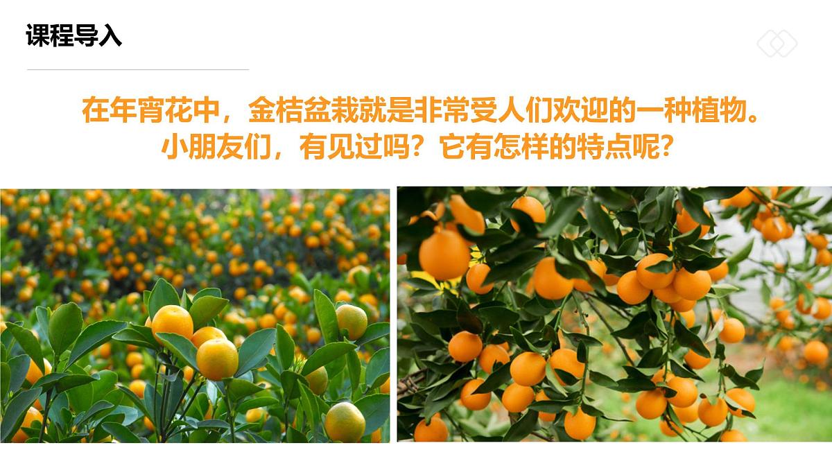 学前教育大班《大“桔”大利》课件第6页