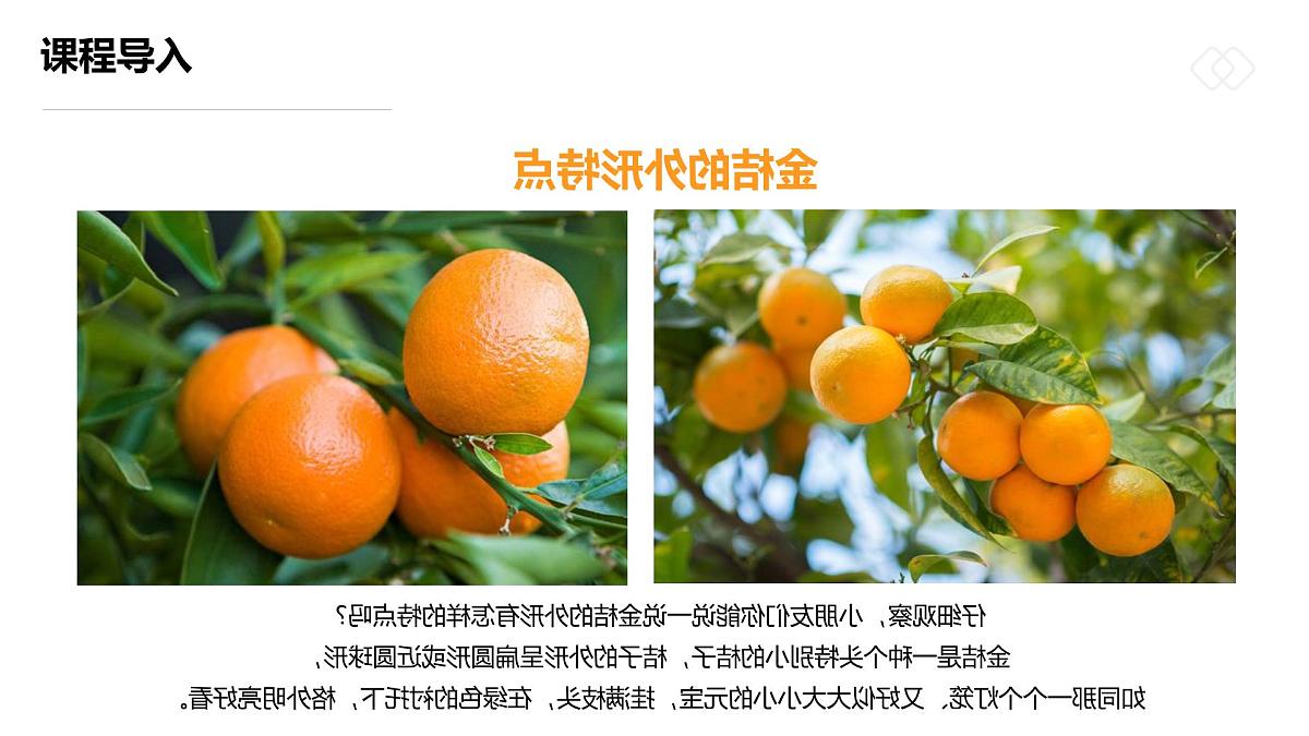 学前教育大班《大“桔”大利》课件第8页