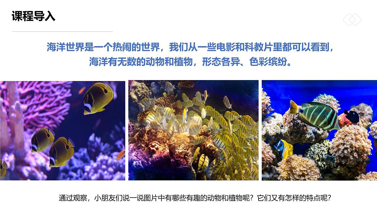 学前教育大班《五彩斑斓的热带鱼》课件第7页