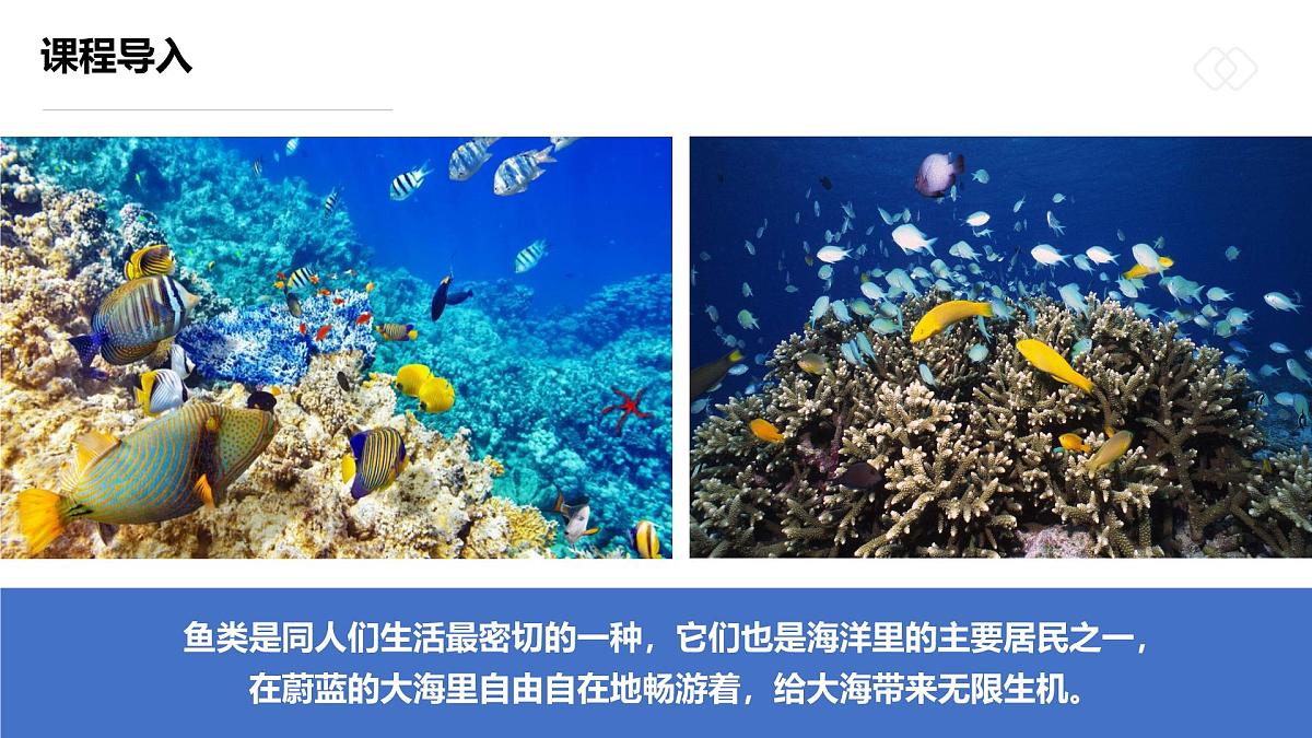 学前教育大班《五彩斑斓的热带鱼》课件第8页