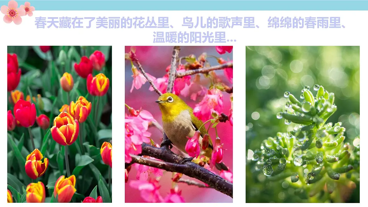 学前教育大班《春暖花开》课件第5页