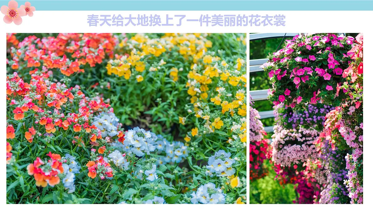 学前教育大班《春暖花开》课件第6页