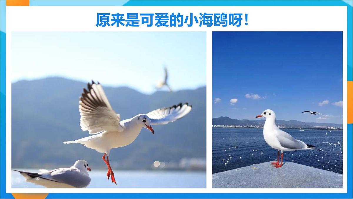 学前教育大班《海鸥啊海鸥》课件第5页