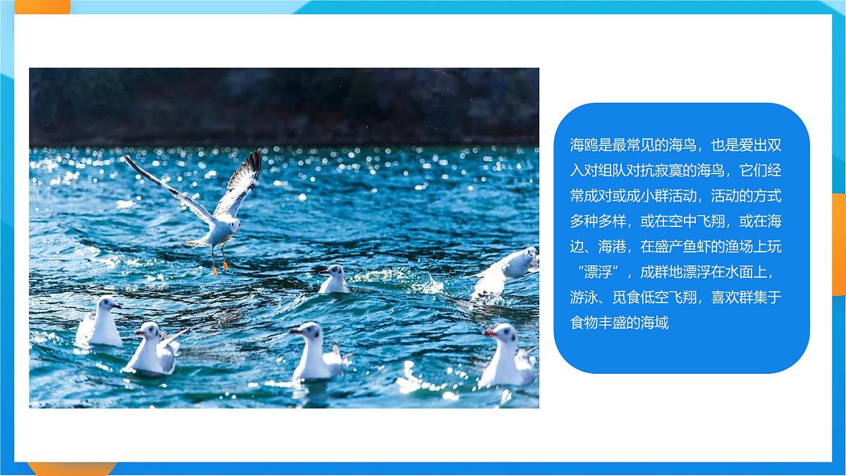 学前教育大班《海鸥啊海鸥》课件第6页